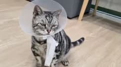 โรงพยาบาลสัตว์ไดโนพอล Dino Paw Animal Hospital
