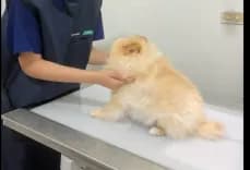 โอเคนรักษาสัตว์ Oken pet clinic