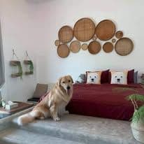 เพทไฮแลนด์ด็อกเฮ้าท์ (PetsHighland Dog House) รูปภาพที่ 9