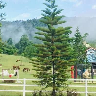 โรยัล กู๊ดวิว รีสอร์ท แอนด์ ฟาร์ม (Royal Good View Resort & Farm) รูปภาพที่ 10