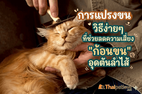 การแปรงขน: วิธีง่ายๆ ที่ช่วยลดความเสี่ยง "ก้อนขน" อุดตันลำไส้