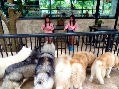 ไอ แอม ไซบีเรียน (I am Siberian) รูปภาพที่ 6