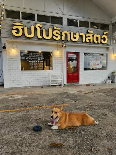 คลินิกฮิปโปรักษาสัตว์ รูปภาพที่ 2
