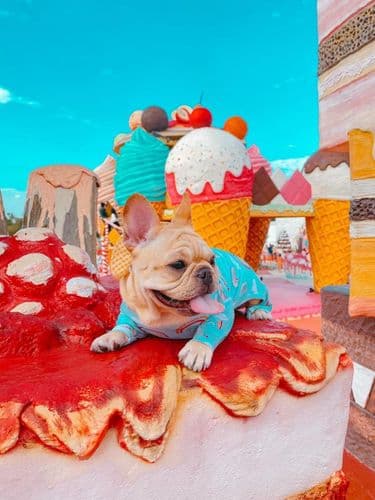 เกรทแอนท์แกรน สรีท (Great&Grand Sweet Destination) รูปภาพที่ 6