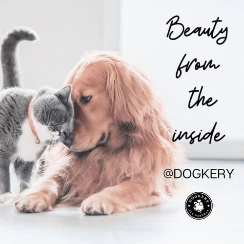 ด็อกเกอรี่คาเฟเพ็ทเดลี่ (Dogkery Cafe Pet Deli) รูปภาพที่ 3