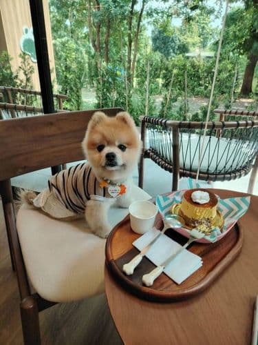 พอว์สวิลล์ (Pawsville) รูปภาพที่ 5