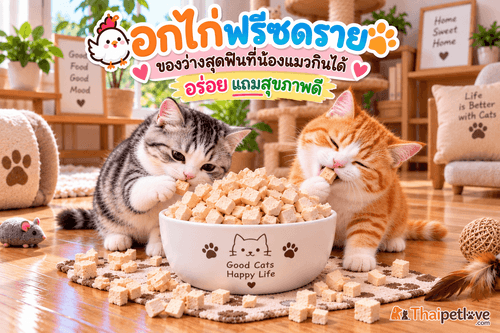 อกไก่ฟรีซดราย : ของว่างสุดฟินที่น้องแมวกินได้  อร่อย แถมสุขภาพดี