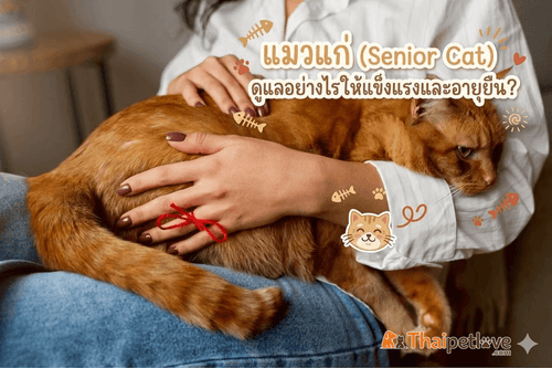 แมวแก่ (Senior Cat) ดูแลอย่างไรให้แข็งแรงและอายุยืน?