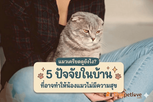 แมวเครียดดูยังไง?  5 ปัจจัยในบ้านที่อาจทำให้น้องแมวไม่มีความสุข