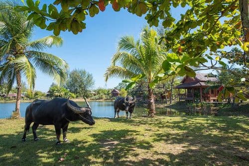 ไทยไลฟ์ โฮมสเตย์ รีสอร์ท แอนด์ สปา (ThaiLife Homestay Resort & Spa) รูปภาพที่ 16