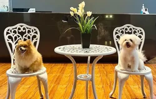 โรงพยาบาลสัตว์โฮป นครพนม 24 ชั่วโมง | Hope Animal Hospital รูปภาพที่ 3