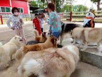 ไอ แอม ไซบีเรียน (I am Siberian)