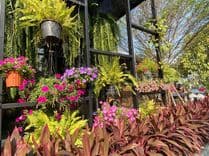 เจมี่ คาเฟ่ (Jamie Café)