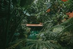เรฟฟรอเรน คาเฟ่ (Rainforest Café)