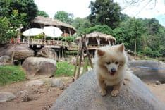 สเตย์ ไวล์ด แอนด์ คาเฟ่ (Stay Wild & Café)