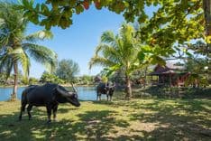 ไทยไลฟ์ โฮมสเตย์ รีสอร์ท แอนด์ สปา (ThaiLife Homestay Resort & Spa)
