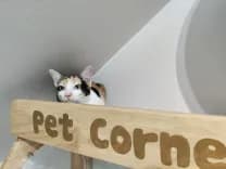 Pet Corner รักษาสัตว์ 