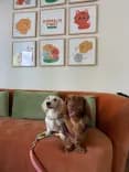โรงพยาบาลสัตว์แอนนิมอลส์เฟิร์ส เชียงราย (Animals Frist Hospital)