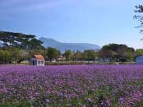 บลิส แอนด์ บลูม คาเฟ่ (Bliss & Bloom Cafe)