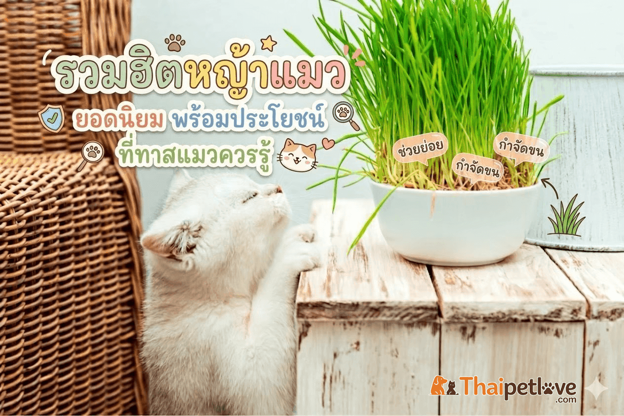 "รวมฮิตหญ้าแมว" ยอดนิยม พร้อมประโยชน์ที่ทาสแมวควรรู้