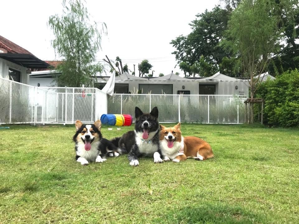 PAWS AND PALS (Paws and pals)