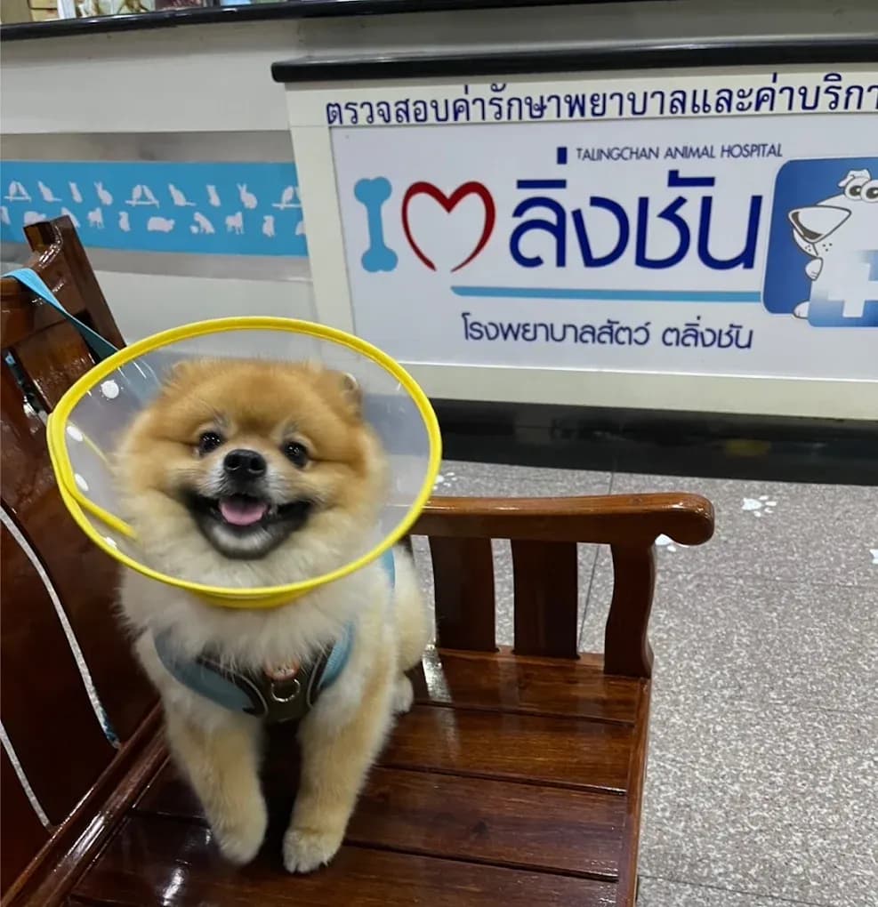 โรงพยาบาลสัตว์ตลิ่งชัน